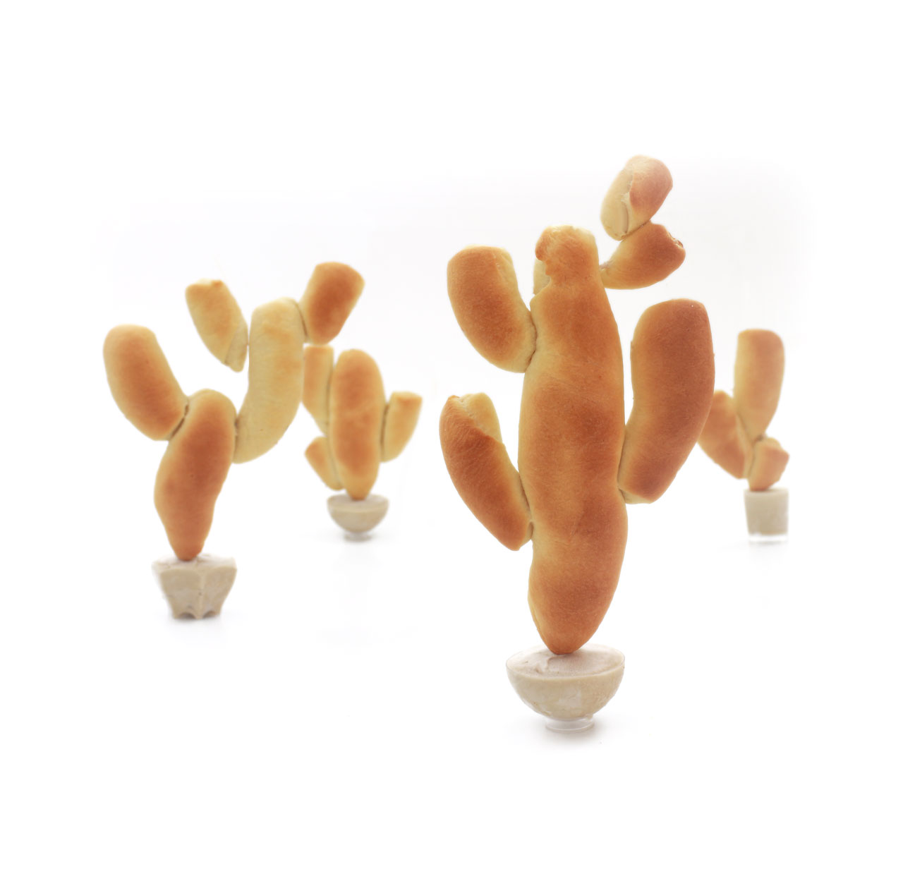 W 3 Cactus
