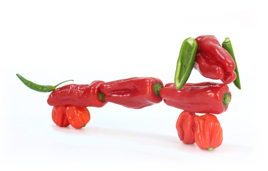 Web 2 Perro Pimiento 1024x656