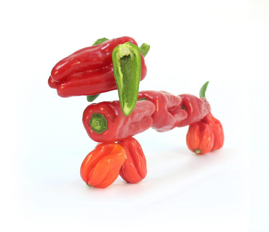 Web 3 Perro Pimiento 1024x882