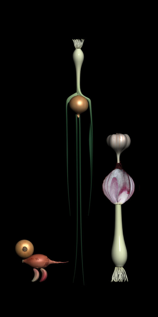 Web Familia Cebollini 512x1024